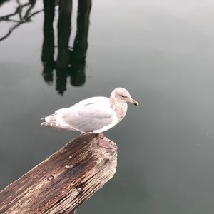 Meet your Posher, Parry